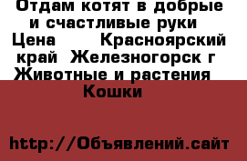 Отдам котят в добрые и счастливые руки › Цена ­ 1 - Красноярский край, Железногорск г. Животные и растения » Кошки   